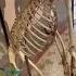 Chimpanzees Skull Uganda