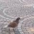 Funny Pigeon