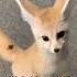 Fennec Fox Fox Shorts Animal Shortvideo Cute Funny Youtubeshorts Pets
