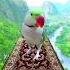 Talking Parrot So Cute Mitho Mitho Shorts Mitho Ytshorts Trending Shortsfeed SultanorAmmi