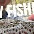 Fly Fishing Slam Pisgah National Forest NC