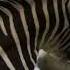 Crocodile Attacks And Drowns Zebra In The Kruger National Park