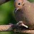 Mourning Dove Coo 1 Hour Of Relaxing Sounds