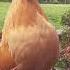 Chicken Rooster Crowing Sound Shorts