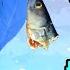 Beach Fishing For Bass In The UK Best Tips Bait Action