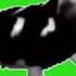 Dancing Polish Cow Meme Green Screen