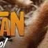 Orangutan Jungle School Movin On Up Full Episode