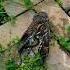Man Rescues Owl From Deadly Snake Owl Snake