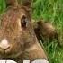 Stoat Hypnotizes Rabbit World S Deadliest