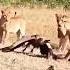 Lions Hunting Vulture Lion Vs Cheel Animals Viral