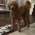 Dog Smells Poisonous Spider Uses AIC Buttons To Tell Mom AIC Fluentpet Canineaic Jenandpharaby