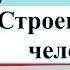 Строение тела человека Окружающий мир 2 класс 2 часть Учебник А Плешаков стр 4 7