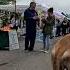 Cash 2 0 Great Dane Lion King At The Simi Valley Spring Street Fair 2025 1 Of 2