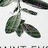 Saint Evo Timeo Original Mix