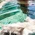 Man Didn T Want This Cat Now They Re Inseparable Swimming Buddies Cuddle Buddies