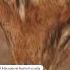 Macqueenii Bustard