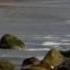 Jamshid Sepideh Video