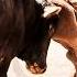 Australia S Wild Bulls Survival Of The Mightiest Wildlife Documentary GD