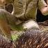 Robert Irwin S Australia Zoo Tour Irwin Family Adventures
