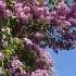 ВЕСЕННИЙ ВАЛЬС Ф ШОПЕН Flowers Lilac бузок сирень