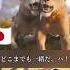 日米比較 ムファサ ブラザー 君みたいな兄弟 I Always Wanted A Brother ライオン キング