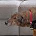 Terrified Rescue Dogs Couldn T Be Saved Until They Met Our Golden Retriever