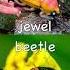 Learn Bug Insect Names For Kids At The Waterfall Ant Dragonfly Mosquito Jewel Beetle