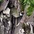 Mountain Crumbles During Climb