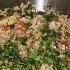 Sabudana Khichdi Youtubeshorts Shorts Sabudana Vrat Dj Cooking
