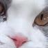 The Kiffness Big Billy ROCK Remix By SPAUL Singing Cat FULL Version