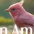 Enchanting Spring Garden Birds Breeze Renewal Ambiance