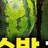 두드릴 필요 없습니다 설탕수박 고를 때 이것 만 확인하세요 세균없이 보관하는 법 신영일MC 이경실 소장 장홍제 교수