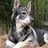 Jämthund Swedishelkhound Chien Perro Koer Pies Hund собака Dog Koira क त त