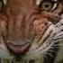 Lion S Journey From Cub To King4 Lionking Lionbeats Lioncub Lion Lionchannel Lions