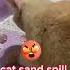 Crime My Cat Do Again Catvideo Catcute