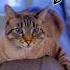 Skittish Cat Gets Bored