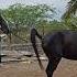 Safe Tricks For Breeding Horses