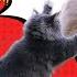 Cat Fight Noises Cat Fight Cat Sound Cat Fighting Voice Cats Fight Video Cats Cat Animal