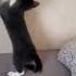 дискотека кошки