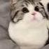 Cute Cat Dance With Music Süßer Katzentanz Mit Musik Cat Katzen Viral Shortsvideo Youtubeshorts