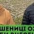 Юрій Лисак про підживлення озимої пшениці коли скільки і чим Як досягти ефективної врожайності