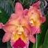 Cattleya Híbrida Linda E Perfumada Mas Sem Identificação Cattleya Orquídea Floração