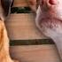 Second Chance Chihuahuas Full Episode SPECIAL Nat Geo Animals