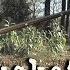 Civil War 1862 U S Army Musket Drill HD