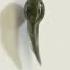 Frog Metamorphosis Tadpole Larva To Frog Life Cycle Of Frog