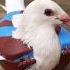 Kalapatai Treatment Birds Pigeon Kalapati Shorts