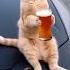 Funny Video Van 1 Kurban