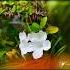 Live Photograph Of Mexican Petunia Umairbeat Talhaanjum Viralshorts Live Subscribe Share