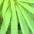 SIZZLA BUSITUP