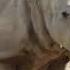 Звуки Носорога 4 К Зоопарк Rhino Voices 4K How Does Rhino Speak